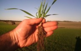 root20growth_r